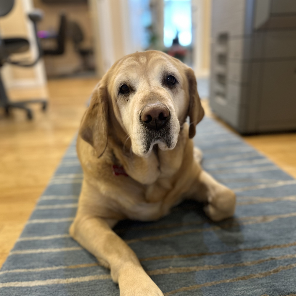 rosie-full-img Jenna Prada